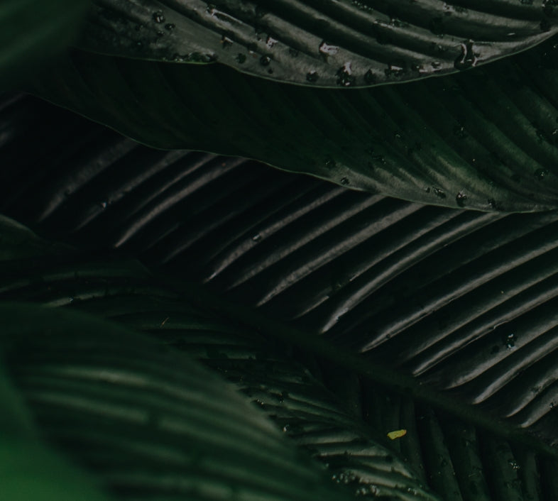 Mobile Image - Background Image Tracking Giants